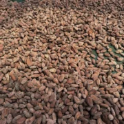 Cacao beans drying Cacao beans drying