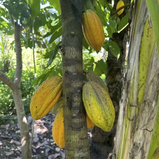 Cacao on tree Cacao on tree