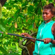 Solomon Islands woman working in cacao plantation Solomon Islands woman working in cacao plantation