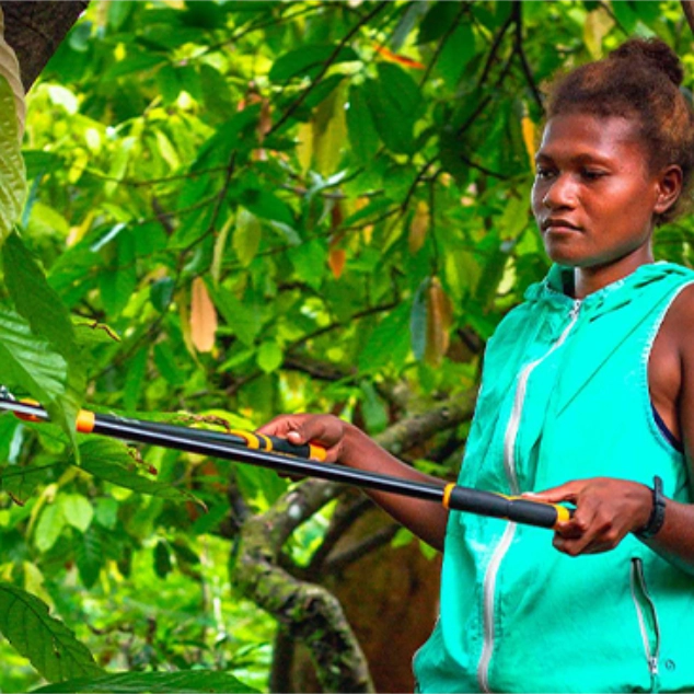 Solomon Islands woman working in cacao plantation Solomon Islands woman working in cacao plantation
